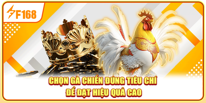 Chọn gà chiến đúng tiêu chí để đạt hiệu quả cao